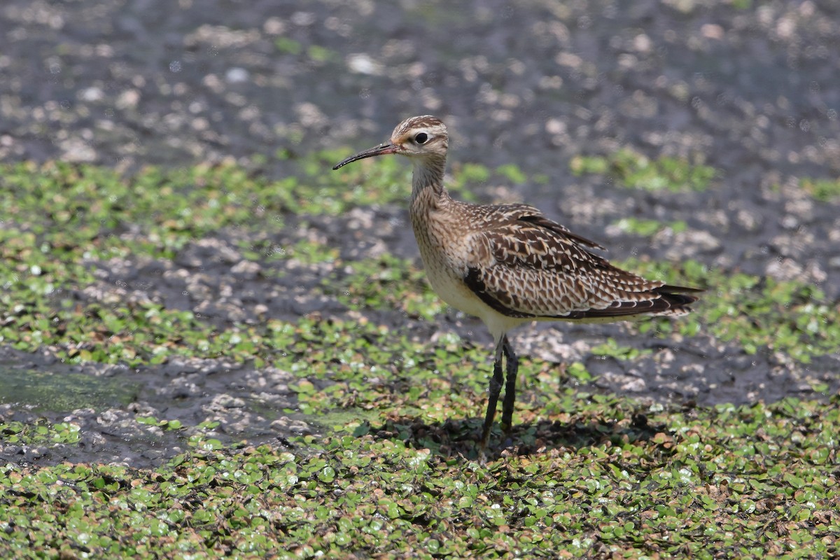 Little Curlew - ML610193123
