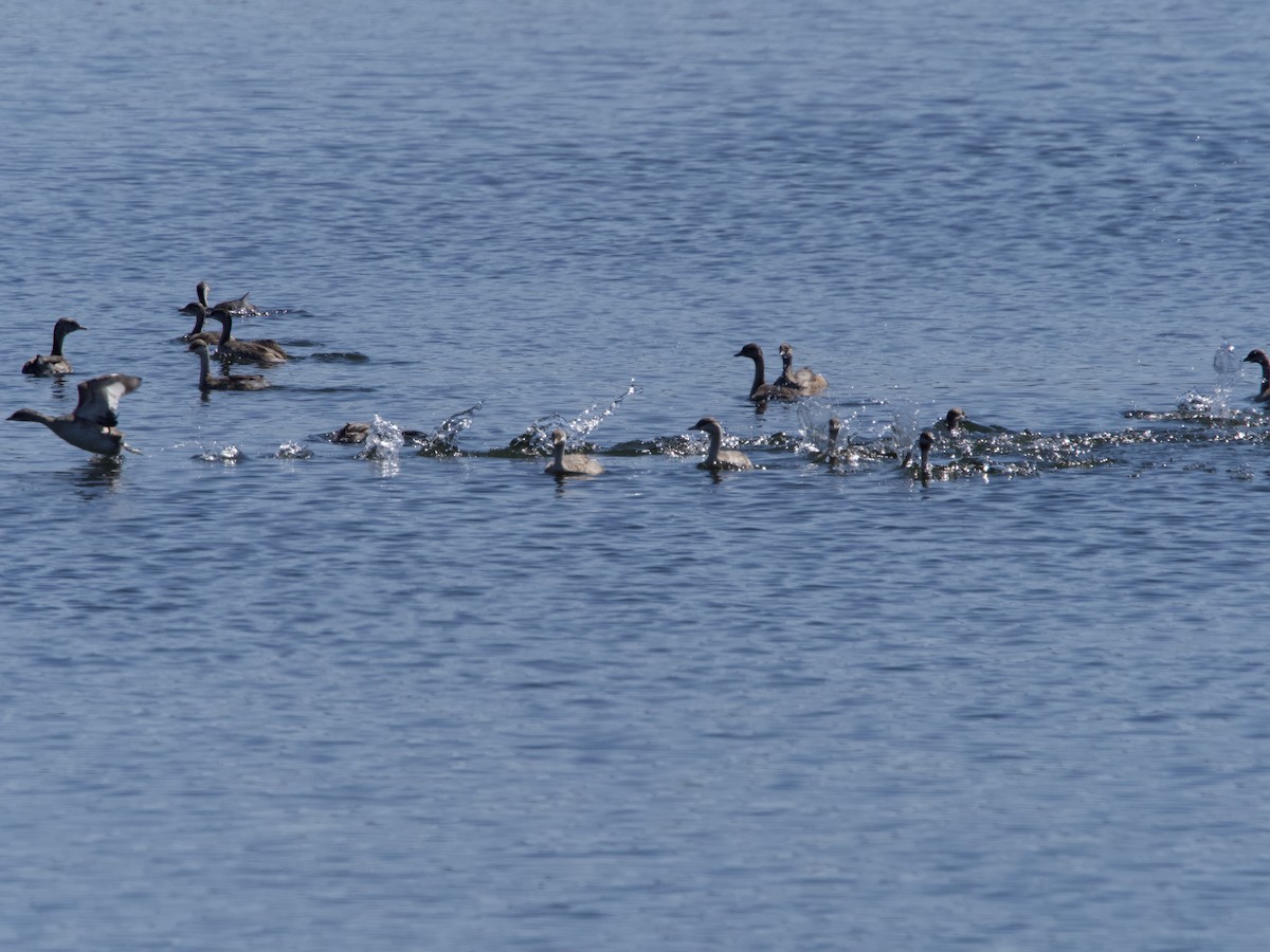 eBird Checklist - 14 Oct 2023 - New Quipolly Dam recreation area - 36 ...