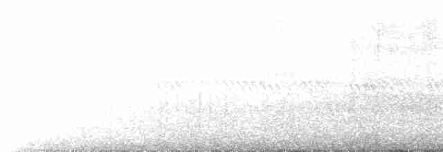 Madeirako ekaitz-txoria (Grantena) - ML610193320