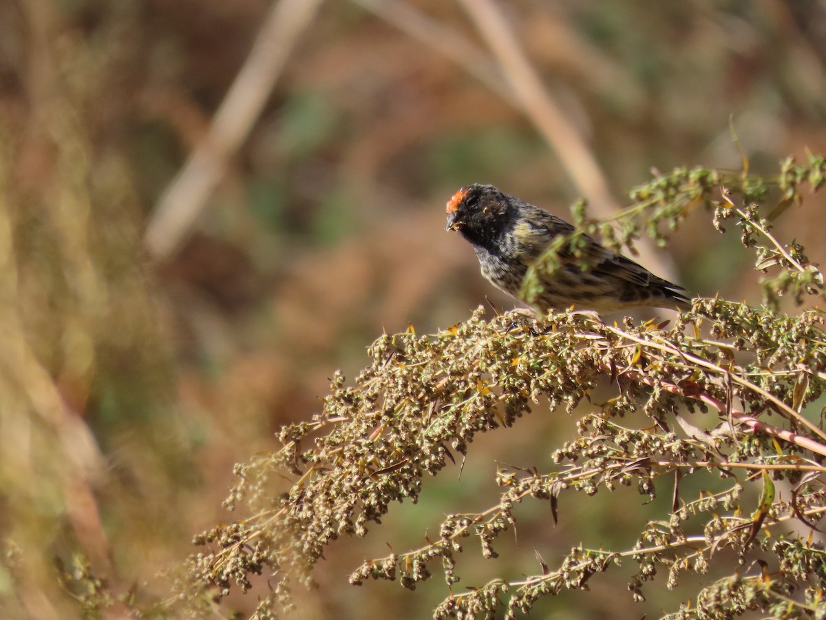 Fire-fronted Serin - ML610193348