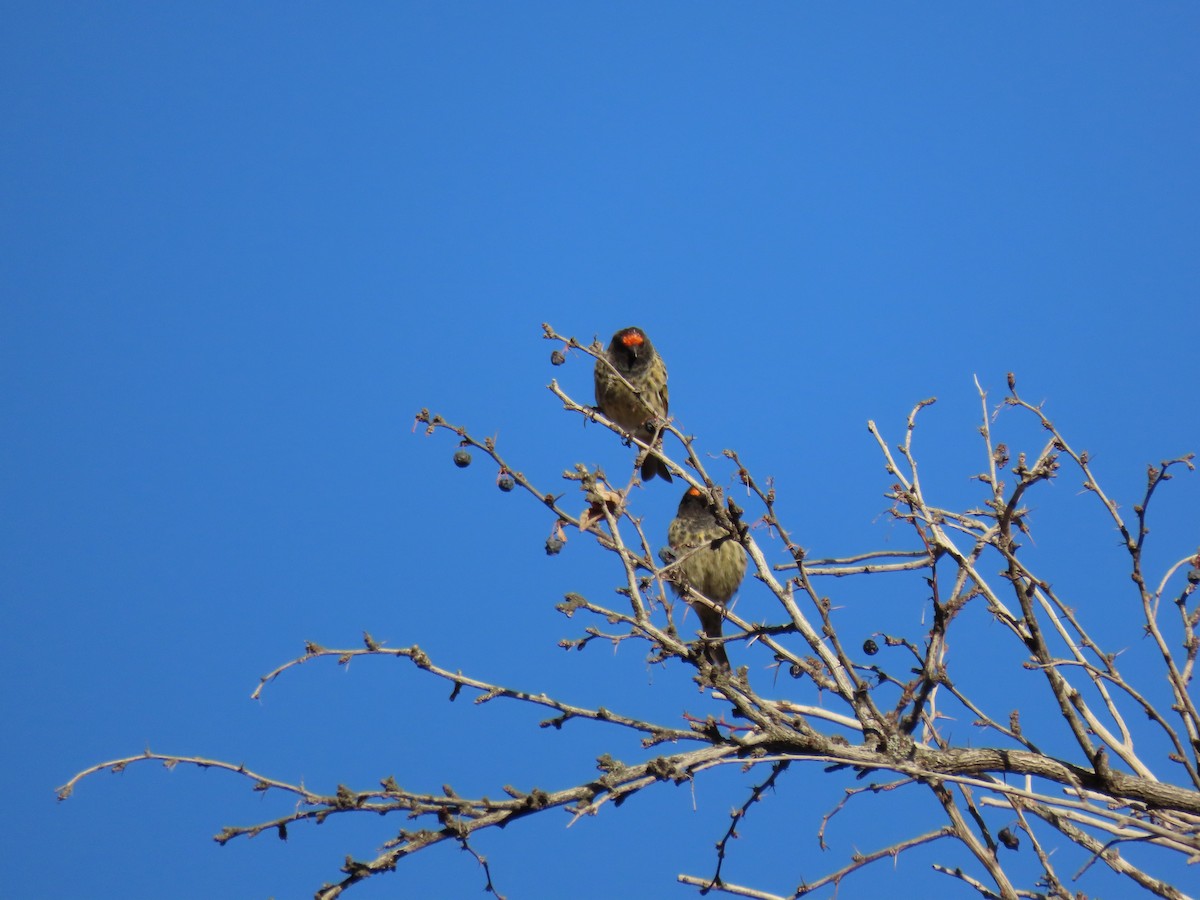 Fire-fronted Serin - ML610193354