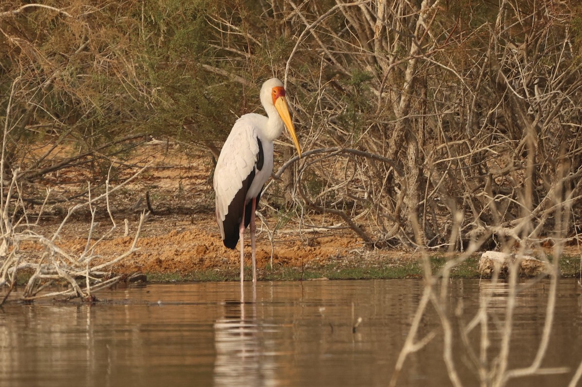 Yellow-billed Stork - Antony Faure