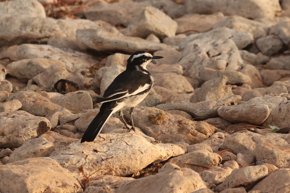 African Pied Wagtail - ML610193476
