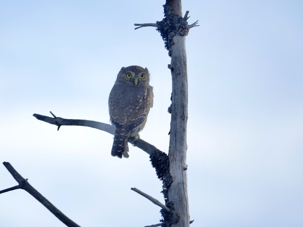 Northern Pygmy-Owl - ML610193495