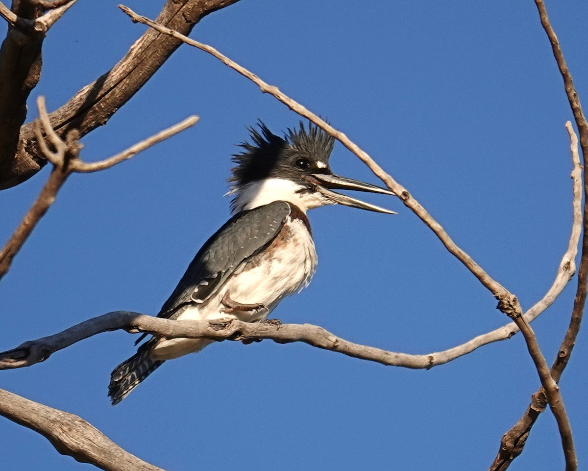Belted Kingfisher - ML610193575