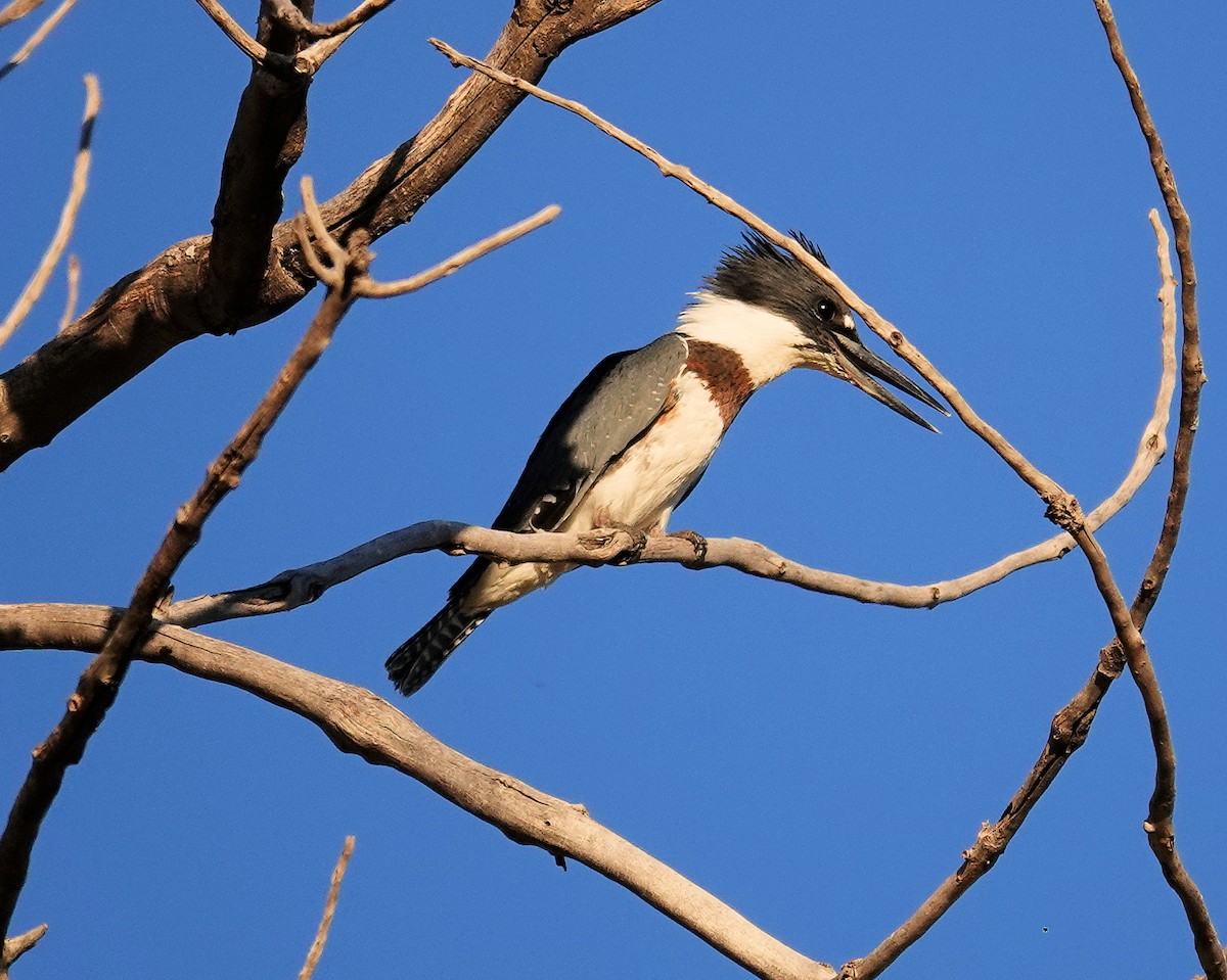 Belted Kingfisher - ML610193576