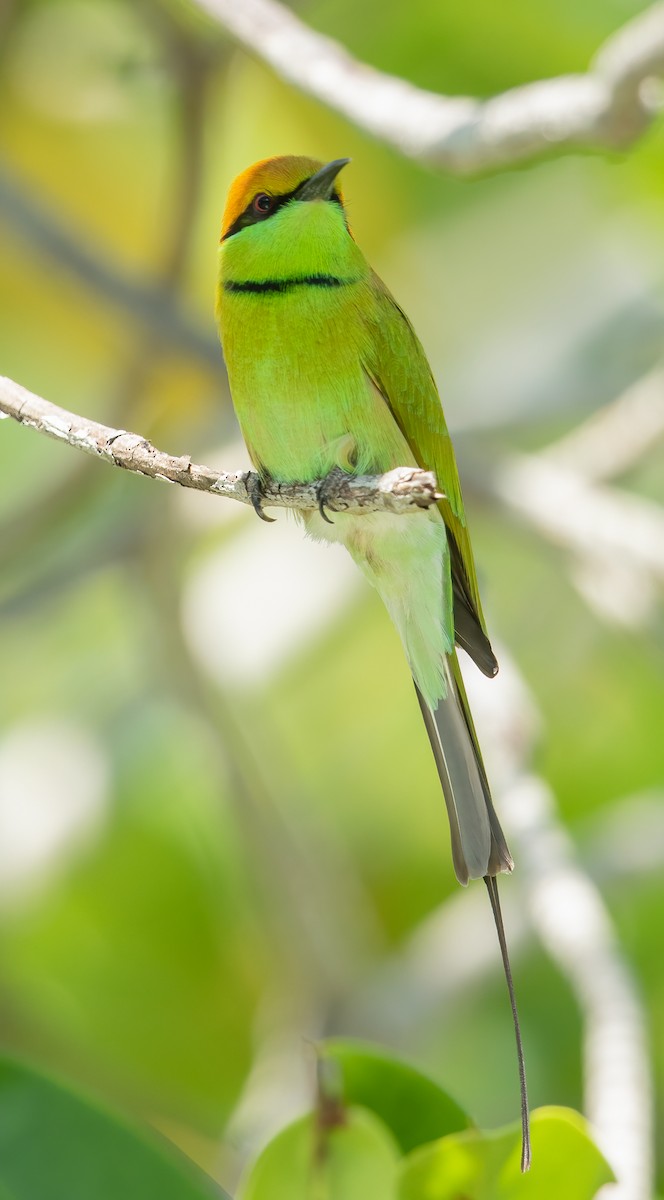 Asian Green Bee-eater - Ilya Povalyaev