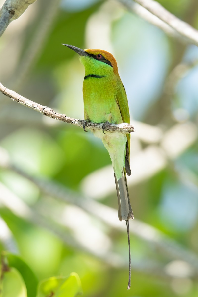 Asian Green Bee-eater - ML610193961