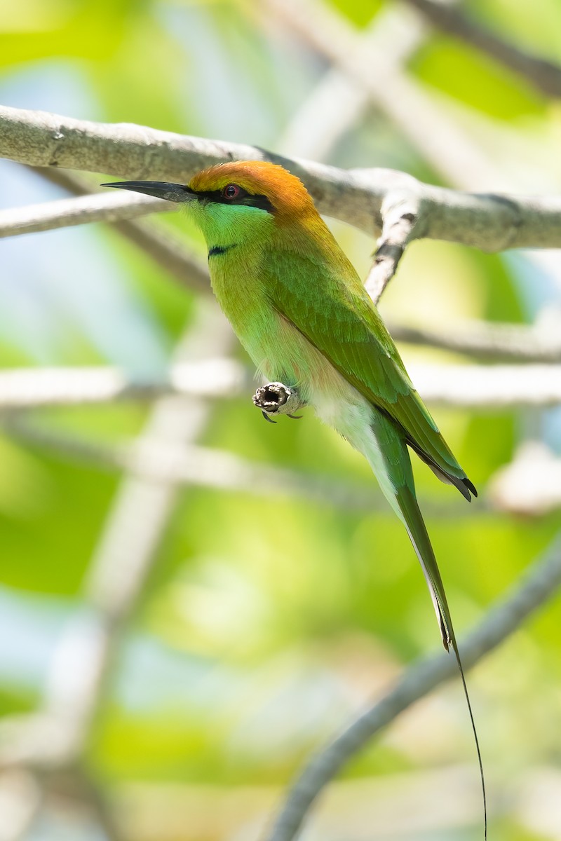 Asian Green Bee-eater - ML610193962