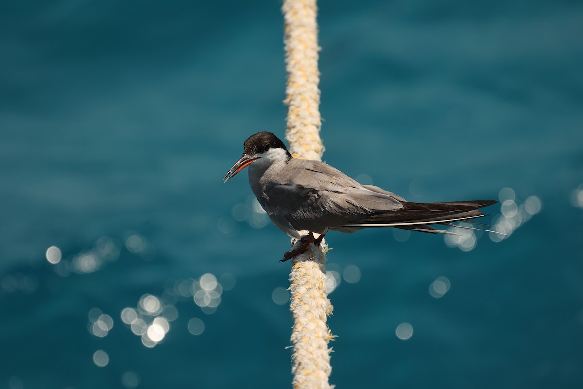 White-cheeked Tern - Antony Faure