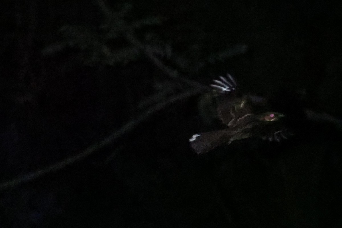 Sulawesi Nightjar - ML610194278