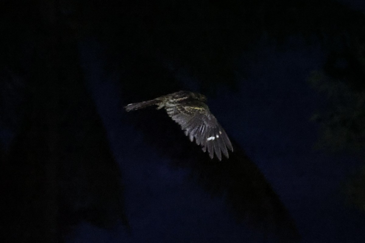 Sulawesi Nightjar - ML610194281
