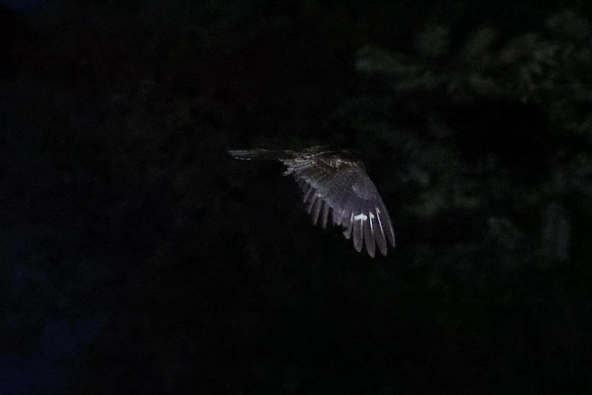 Sulawesi Nightjar - ML610194282