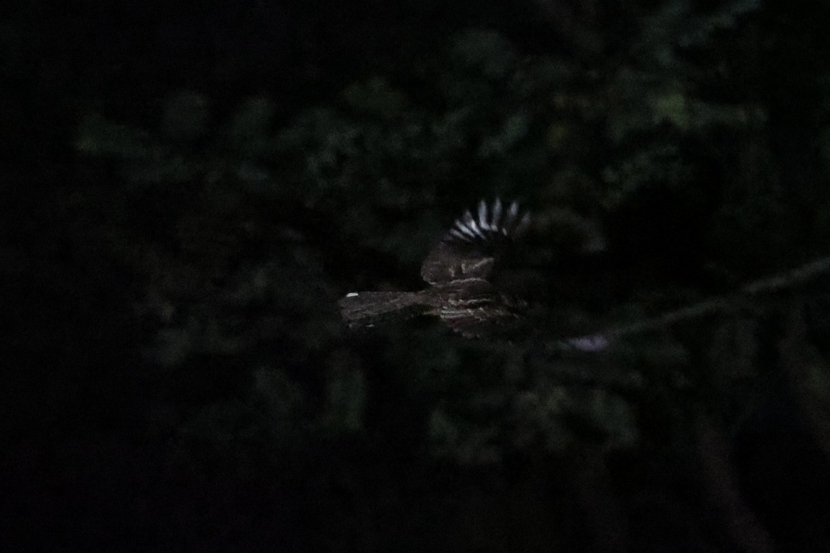 Sulawesi Nightjar - ML610194283