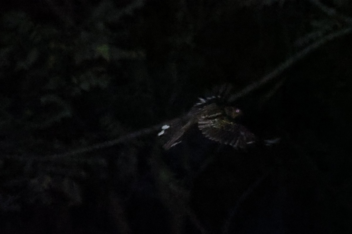 Sulawesi Nightjar - ML610194284