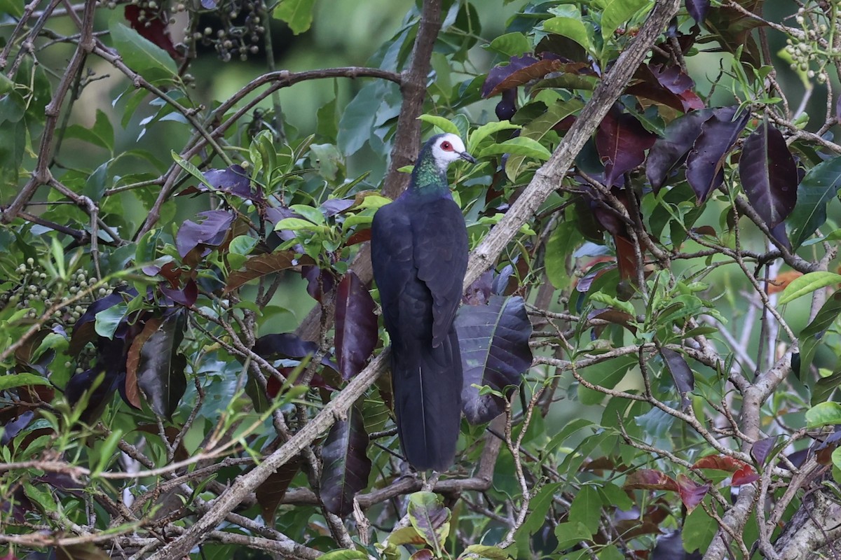 White-faced Cuckoo-Dove - ML610194349