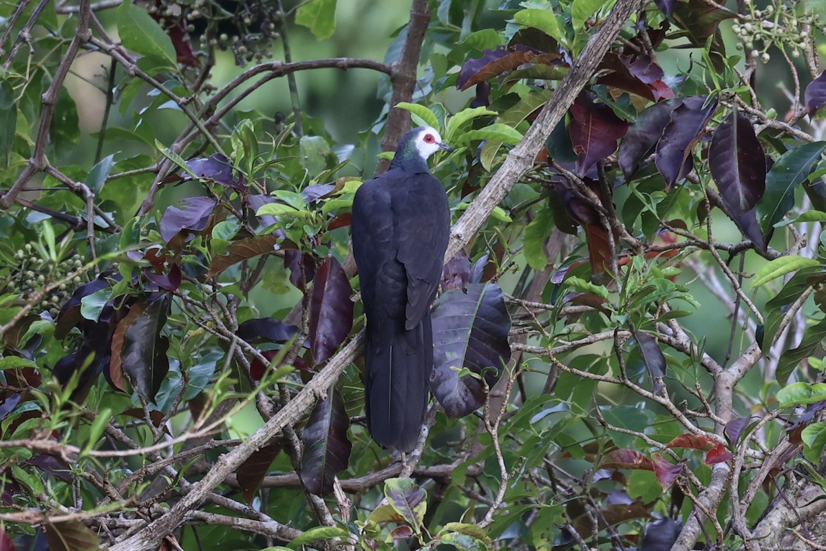 White-faced Cuckoo-Dove - ML610194350