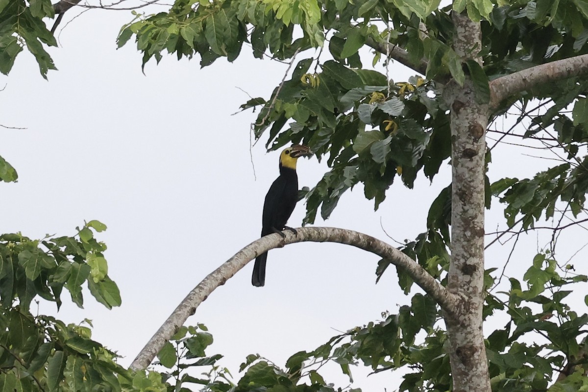 Sulawesi Hornbill - Andrew William