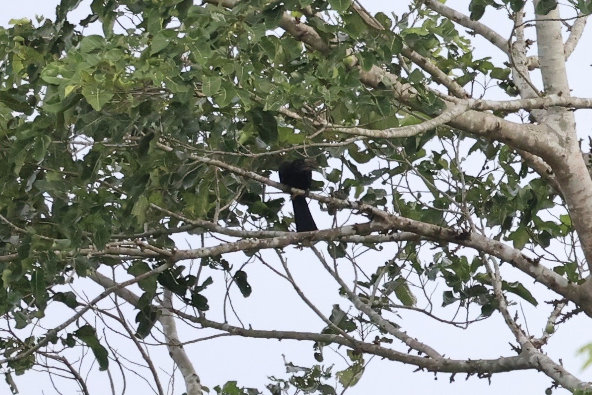 Sulawesi Hornbill - ML610194377