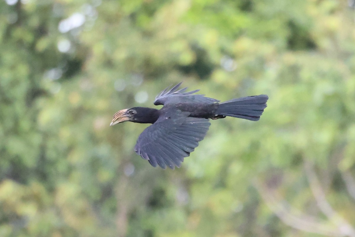 Sulawesi Hornbill - ML610194387