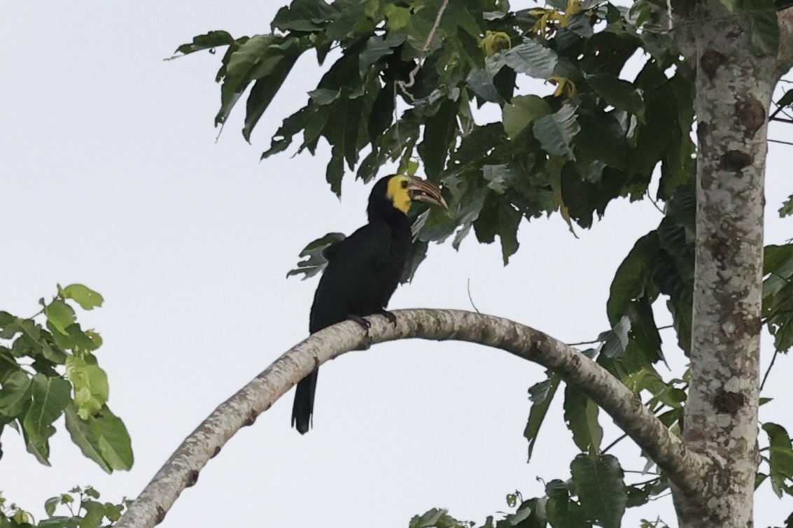 Sulawesi Hornbill - ML610194389