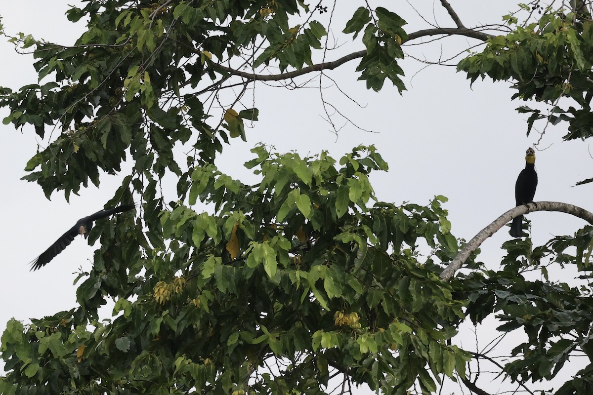 Sulawesi Hornbill - ML610194390