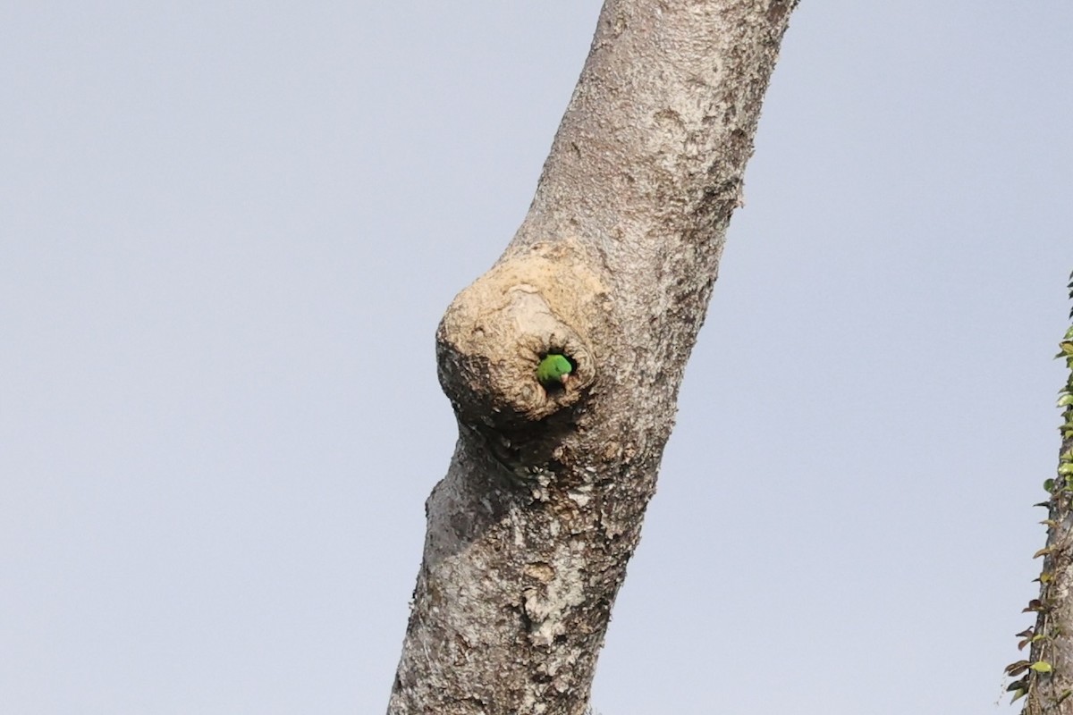 Pygmy Hanging-Parrot - ML610194459