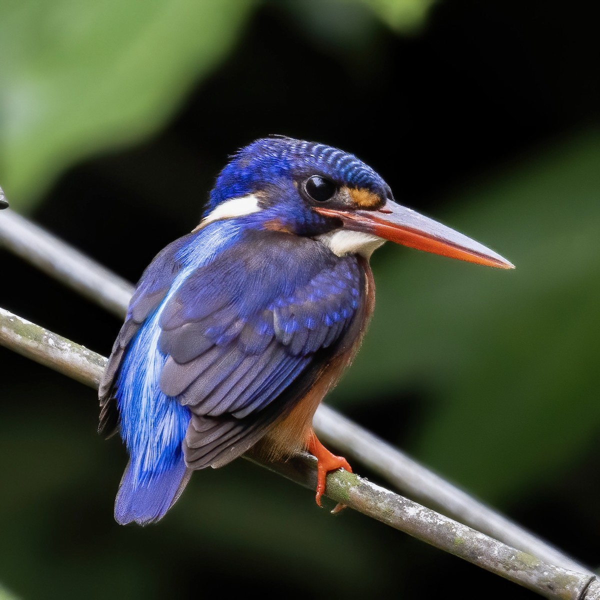 Blue-eared Kingfisher - ML610194749