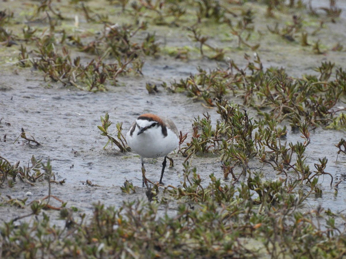 Red-capped Plover - ML610194853