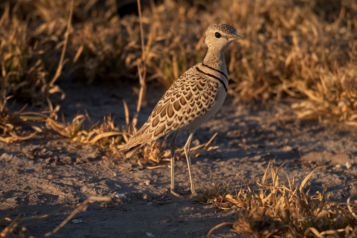 Double-banded Courser - ML610194926
