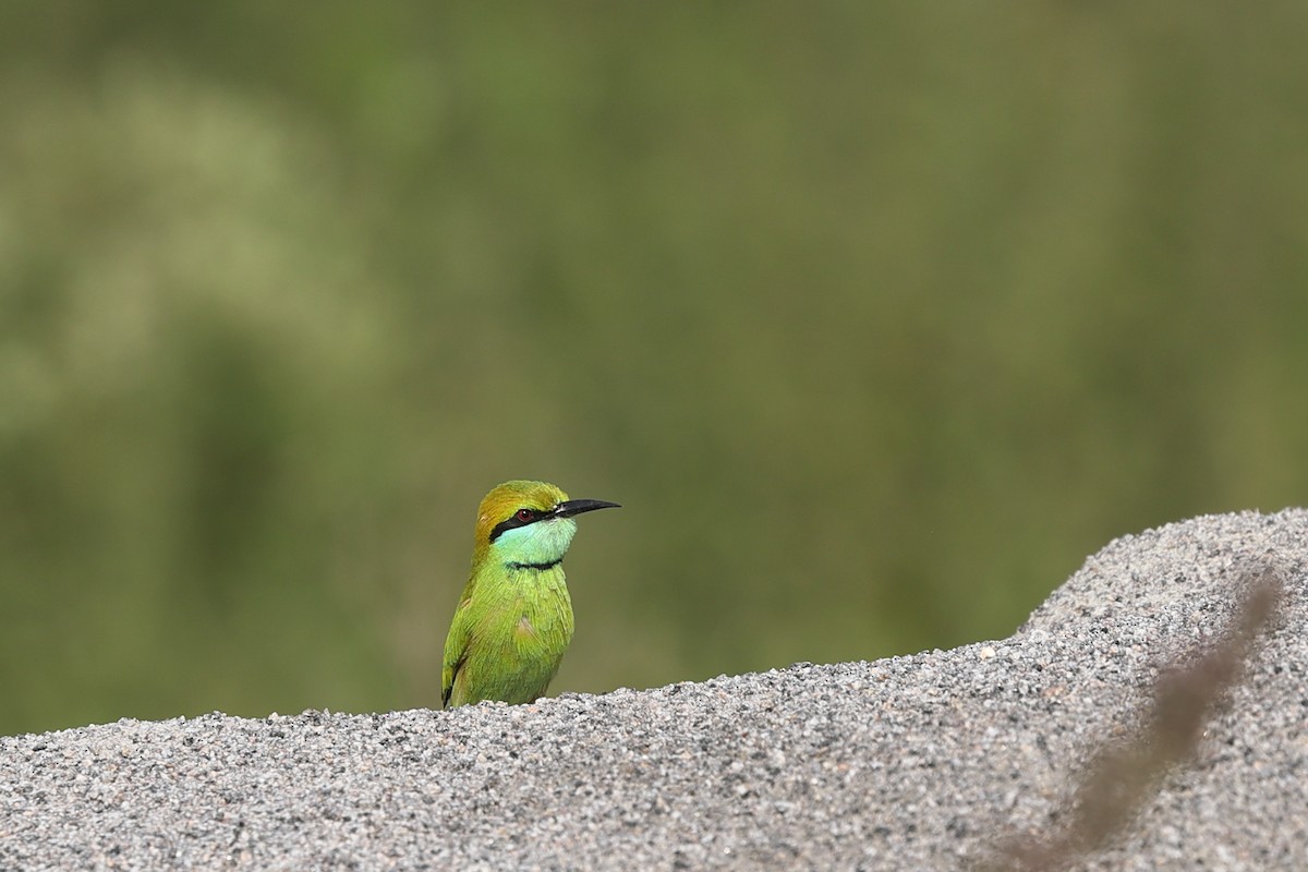 Asian Green Bee-eater - ML610195194