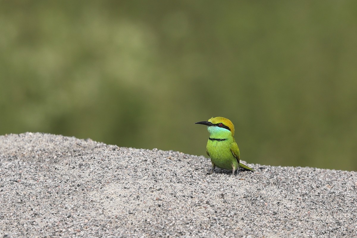 Asian Green Bee-eater - Rahul  Singh