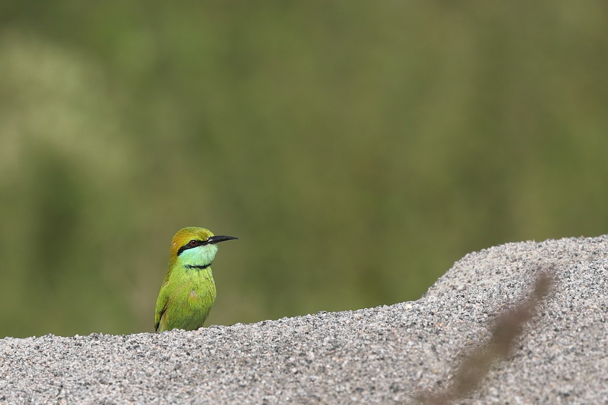 Asian Green Bee-eater - ML610195196