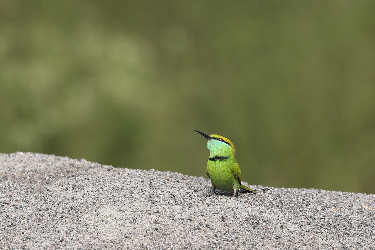 Asian Green Bee-eater - ML610195197