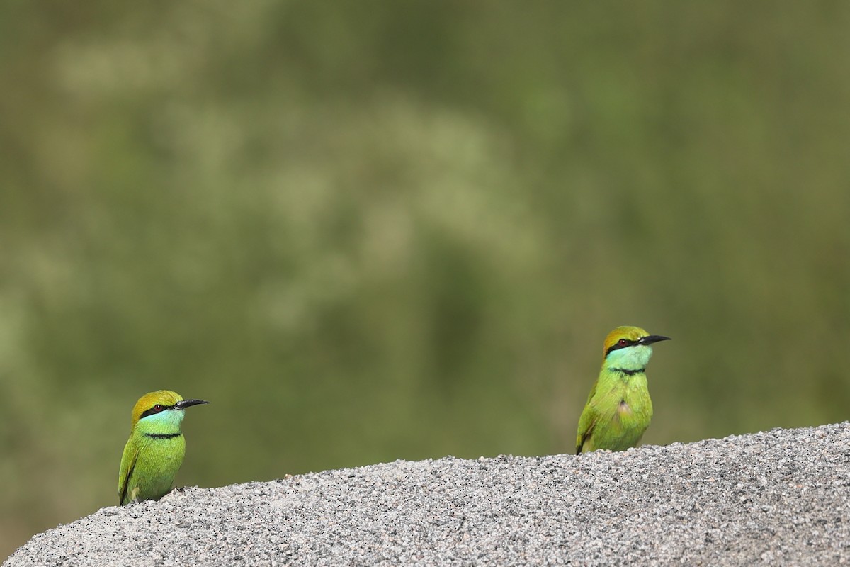 Asian Green Bee-eater - ML610195198