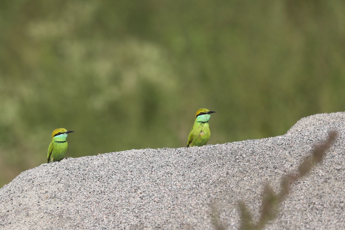 Asian Green Bee-eater - ML610195199