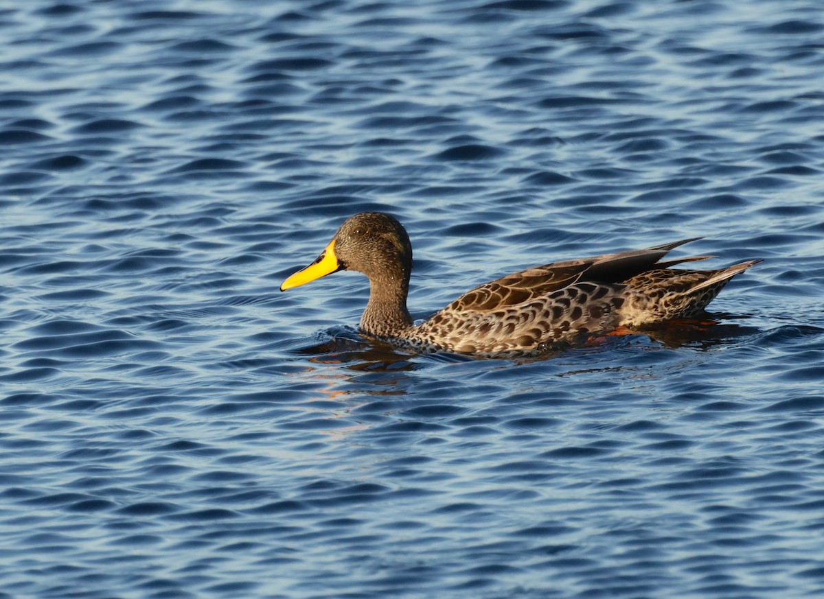 Yellow-billed Duck - ML610195599