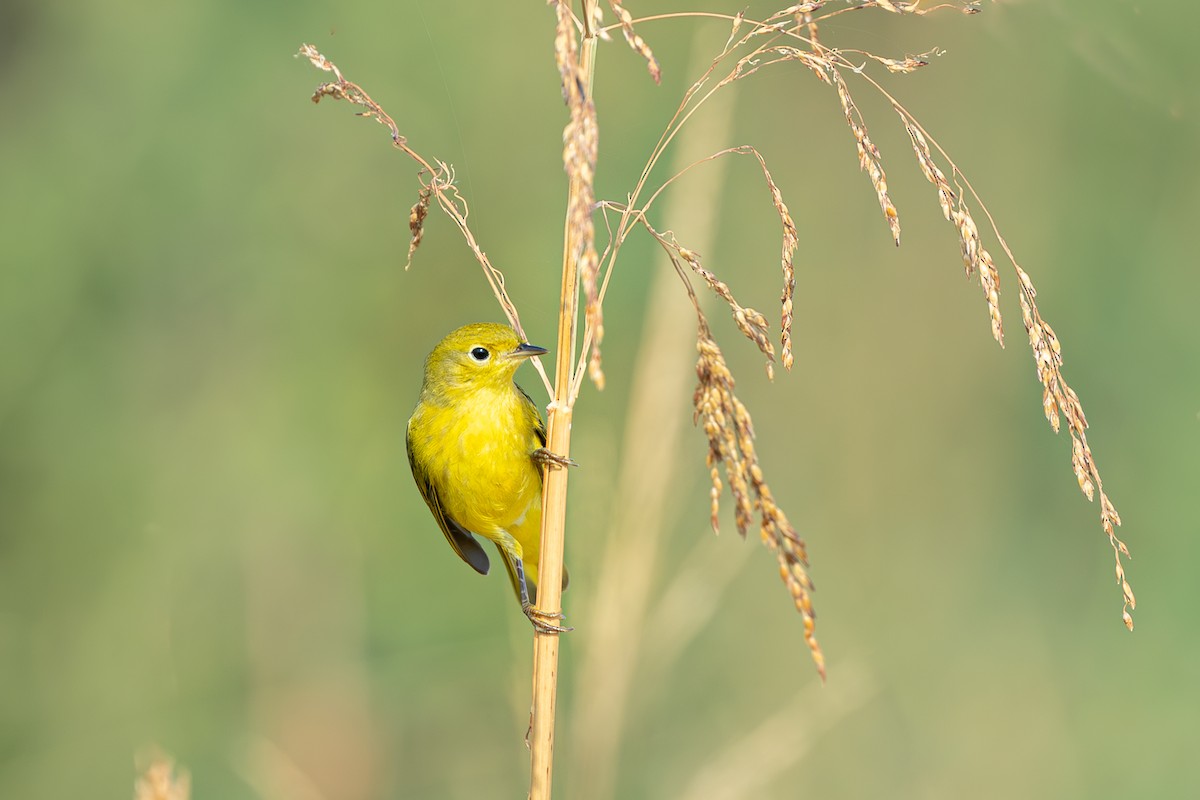 eBird Checklist 16 Sep 2023 Hornsby Bend (HOTE 037) 28 species