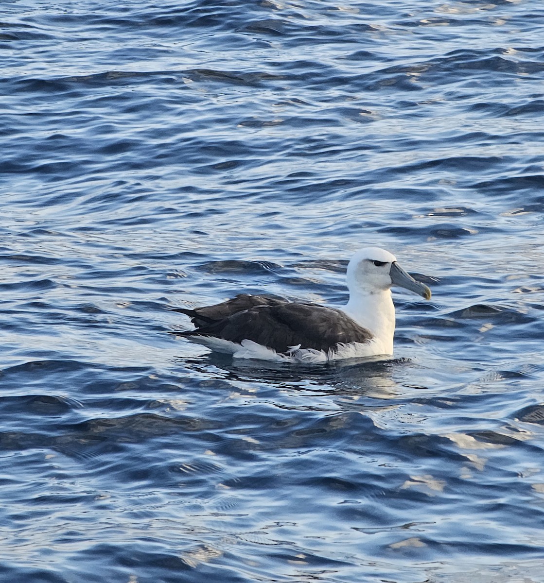 White-capped Albatross - ML610195871