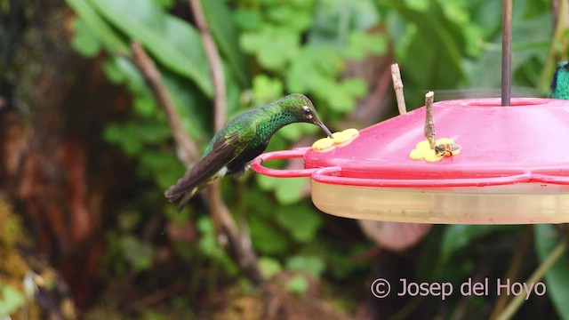 kolibřík aksamitový - ML610196002