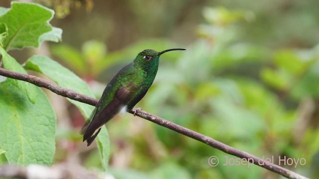 kolibřík aksamitový - ML610196043