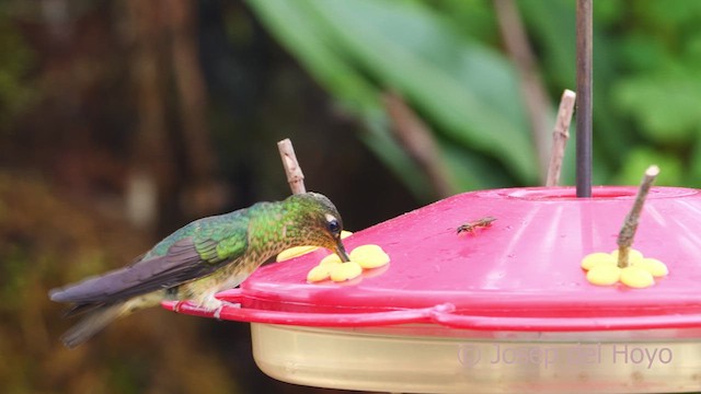 kolibřík aksamitový - ML610196155