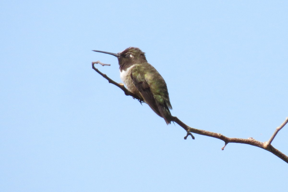Black-chinned Hummingbird - ML610196613