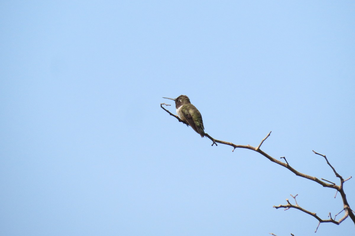 Black-chinned Hummingbird - ML610196615