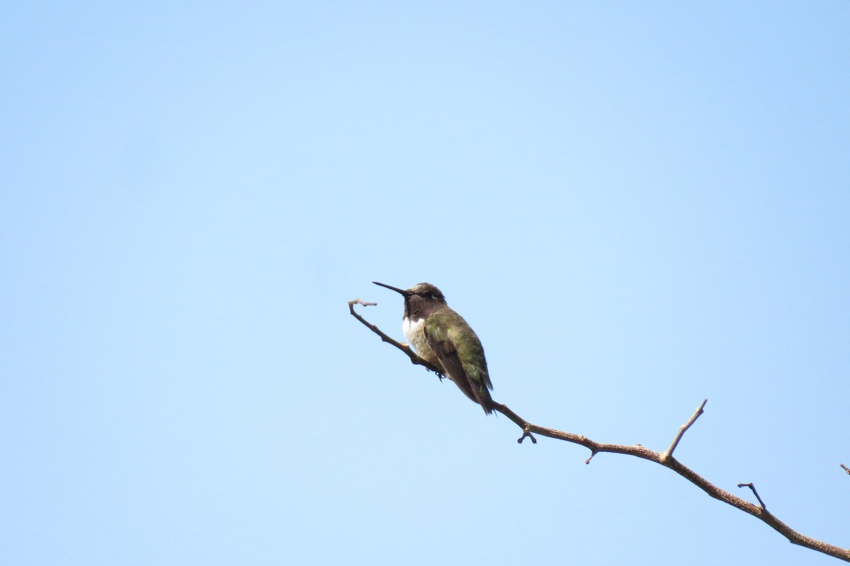 Black-chinned Hummingbird - ML610196616
