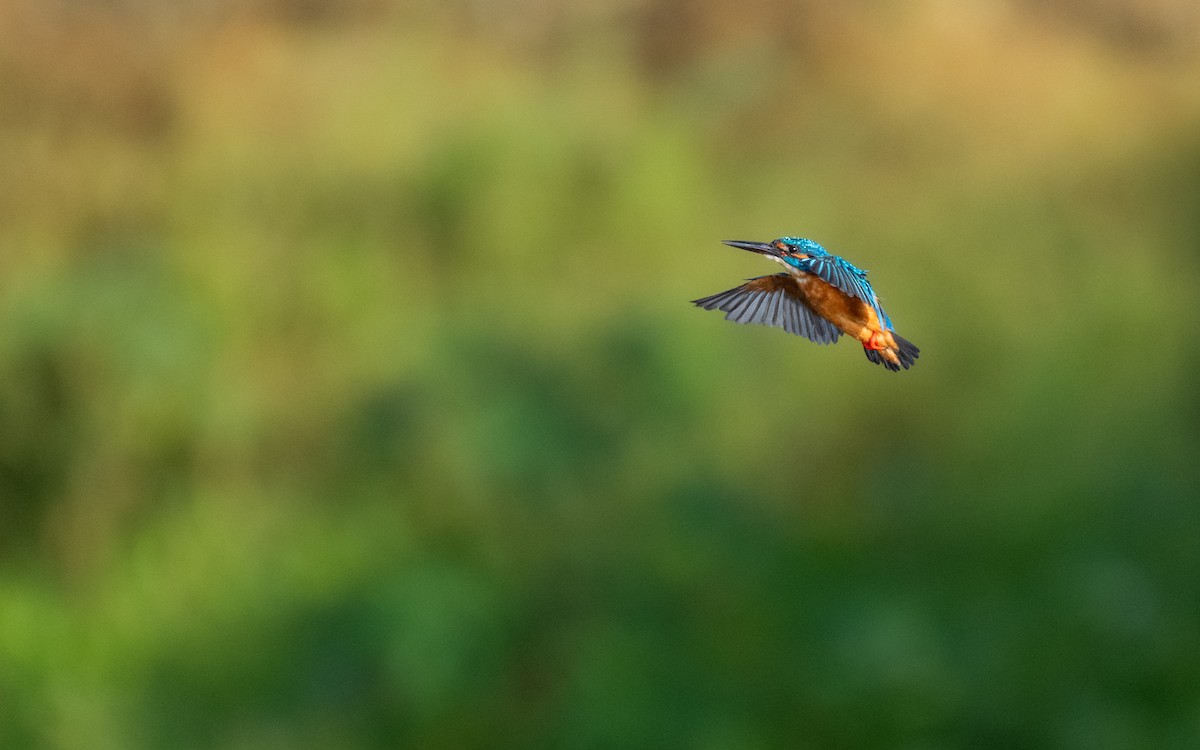 Common Kingfisher - ML610196632