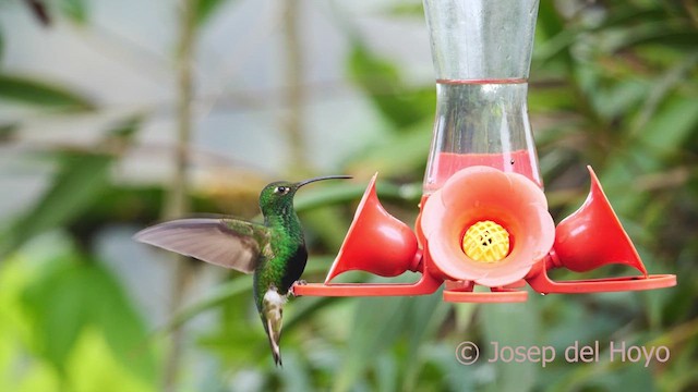 kolibřík aksamitový - ML610196760