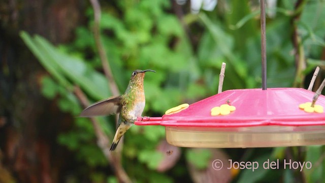 kolibřík aksamitový - ML610196864