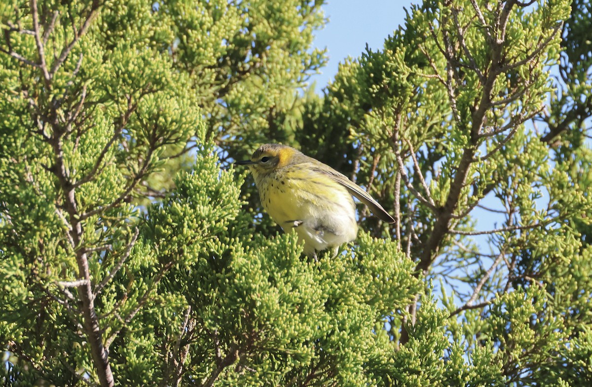 Cape May Warbler - ML610196883