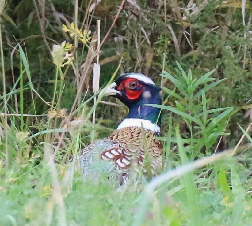 Ring-necked Pheasant - Phil Mills